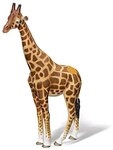 Ravensburger 00358 - Giraffe