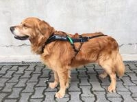 Non-Stop Zuggeschirr FREEMOTION Harness Brustgeschirr schwarz f&uuml;r Hunde Gr&ouml;&szlig;e 8