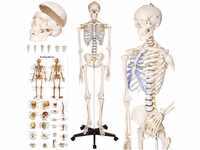tectake® 400502 Anatomie Skelett lebensgroß inklusive Ständer (Skelett | Nr.