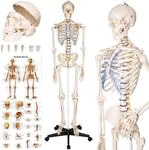 tectake&reg; menschliches Skelett, Skelett lebensgro&szlig;, Human Design Anatomie...