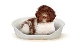 Ferplast Hundebett Kunststoff Mittelgro&szlig;e Hunde 82 x 59 x 25cm, Wei&szlig; | Mehr