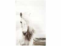REINDERS Poster Weißes Pferd - Papier 61 x 91.5 cm Weiß Mädchenzimmer Tiere