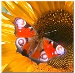 EGLO LED-Bild Schmetterling Wand Dekoration Bild Licht Leuchtbild Leinwand Wandbild