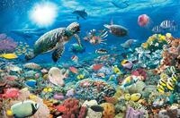 Ravensburger Italien 17426 - Puzzle Unterwasserwelt aus Karton, 5000 Teile