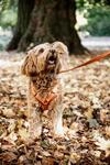 Kentucky Hundegeschirr - Velvet Orange - XS - 22-36cm