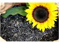 10 Kg Schwarze Sonnenblumenkerne Neue Ernte 2023 Vogelfutter