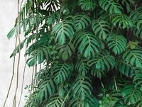 A.S. Cr&eacute;ation Livingwalls Vliestapete - Tapete Dschungel Palmenbl&auml;tter in Gr&uuml;n und