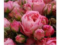 Dehner Edelrose Noblesse® Spray-Rose Playful Rokoko®, Züchter Tantau, dicht