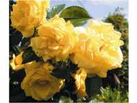 Dehner Rose Kletterrose Dukat®, Züchter Tantau, gelbe gefüllte Blüten,...