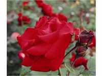 Dehner Rose Kletterrose Santana®, Züchter Tantau, rote Blüten, gefüllt und