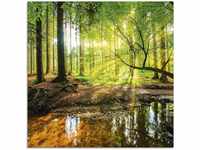 Glasbilder Wandbild Glas Bild einteilig 40x40 cm Quadratisch Wald Natur...