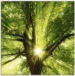 ARTland Wanddeko Glasbilder Wandbild Glas Bild einteilig 50x50 cm Quadratisch Wald