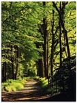 ARTland Wanddeko Glasbilder Wandbild Glas Bild einteilig 45x60 cm Hochformat Natur