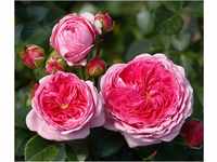Dehner Rose Nostalgie®-Edelrose Modern Art®, Züchter Tantau, rosa-pinke...