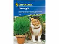 Katzengras, immer frisches Grün für die Hauskatze, schnell und einfach für...