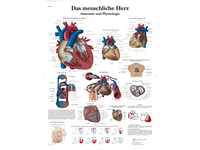 3B Scientific Lehrtafel laminiert - Das menschliche Herz - Anatomie und Pathologie,