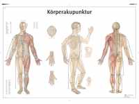 3B Scientific Lehrtafel - Körperakupunktur, VR0820UU