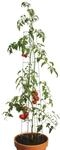 bellissa &ndash; Tomaten Rankhilfe aus Stahl einzeln 120cm verzinkt &ndash; Tomatenturm