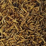 Soldatenfliegenlarven getrocknet (Hermetia illucens), f&uuml;r V&ouml;gel, H&uuml;hner,...