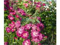Dehner Rose Ramblerrose Perennial Blue®, Züchter Tantau, lila-rosa Blüten,