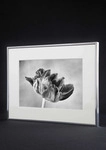 Nielsen Bilderrahmen Accent Aluminium 20 x 30 / Gold