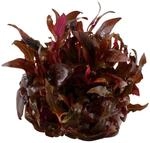 Tropica Aquariumpflanze Alternanthera reineckii 'Mini'