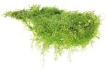 Dennerle Plants Taxiphyllum barbieri In-Vitro