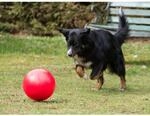 Procyon Treibball rot