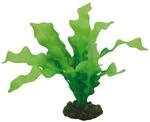 Hobby Aquariumdekoration Echinodrus 20 cm