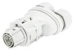 Wieland Electric 96.031.4253.0 Steckverbinder