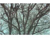 Komar Fototapete Whispering Woods 400 cm x 250 cm