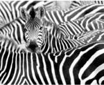 Rasch Digitaldruck African Queen III Zebra Schwarz-Wei&szlig; 3,00 x 3,71 m