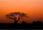 Rasch Digitaldruck African Queen III Afrika Feuerrot 3,00 x 4,24 m