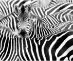 Rasch Digitaldruck African Queen III Zebra Schwarz-Wei&szlig; 2,65 x 3,18 m