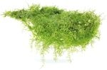 Dennerle Plants Aquariumpflanze Taxiphyllum Barbieri In-Vitro