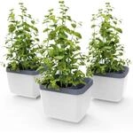 Gusta Garden Anzuchtgef&auml;&szlig; Herbs Buddy 16,3 x 14,5 x 14,9 cm Grau 3 St&uuml;ck Wei&szlig;