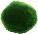 Dennerle Plants Aquariumpflanze Aegagrophila Linnaei Superball Algen-Ball Dose