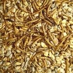 Klasebo Vogelfutter Mit Mehlw&uuml;rmern 20 kg F&uuml;r Wildv&ouml;gel
