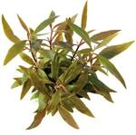 Dennerle Plants Aquariumpflanze Alternanthera Reineckii Mini In-Vitro