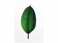 Komar Wandbild Ficus Leaf 50 x 70 cm