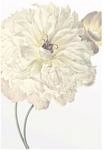 Komar Wandbild Illustration Dahlia 50 x 70 cm