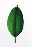 Komar Wandbild Ficus Leaf 50 x 70 cm