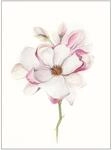 Komar Wandbild Magnolia Blossom 40 x 50 cm