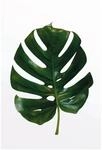 Komar Wandbild Monstera Leaf 50 x 70 cm