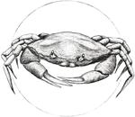 Komar Wandbild Crab White 50 x 70 cm