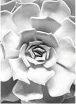Komar Wandbild Succulent Closeup 30 x 40 cm