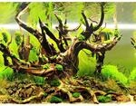 Hobby Fotor&uuml;ckwand-Zuschnitt 120 cm x 50 cm Green Secret/Wood Island