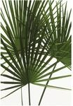Komar Wandbild Palmtree Leaves 50 x 70 cm