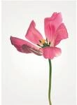 Komar Wandbild Tulip 30 x 40 cm