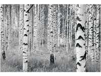 Komar Fototapete Vlies Woods 400 x 270 cm